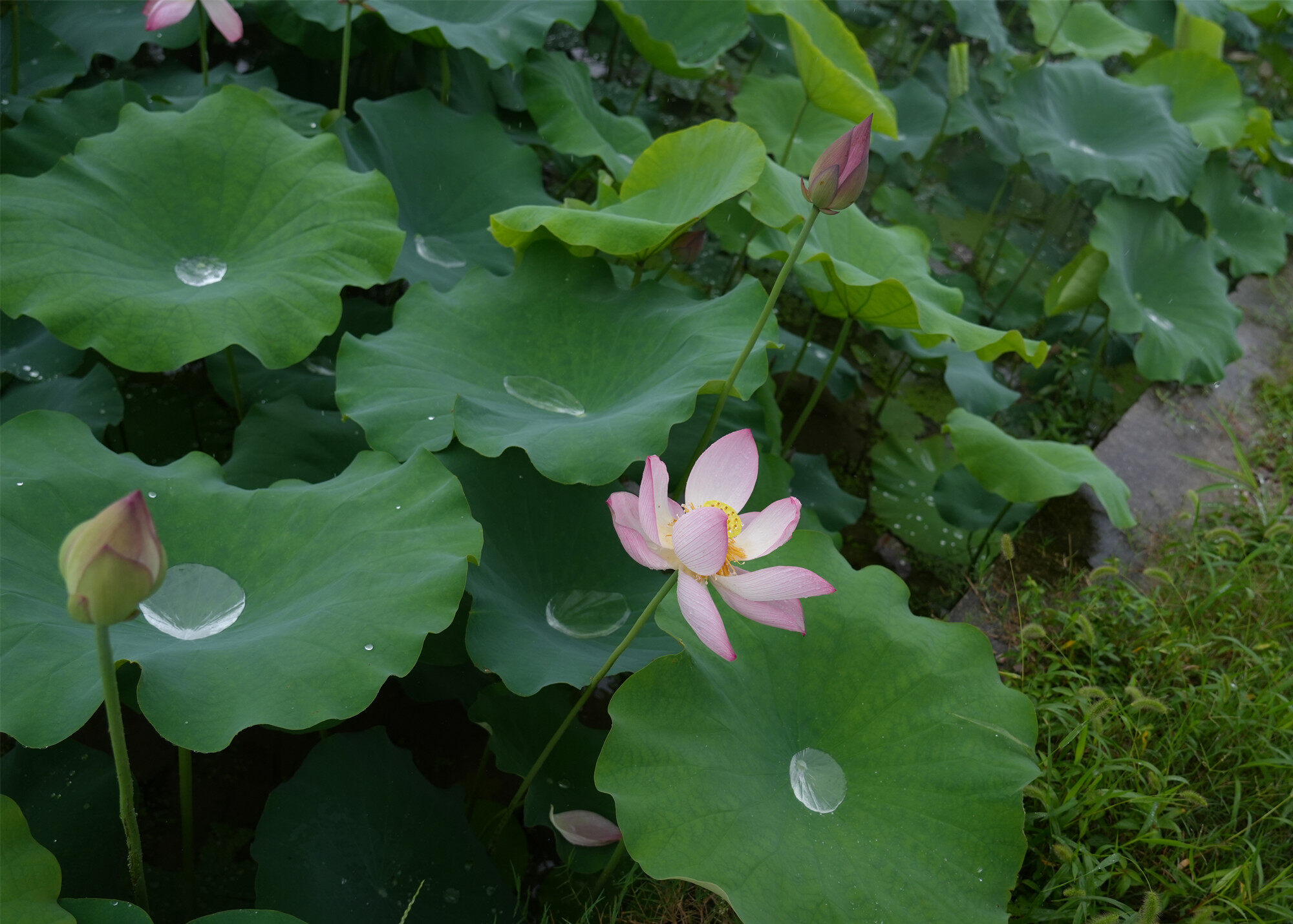 荷花開(kāi)了，桃子熟了，伙伴們約起來(lái)